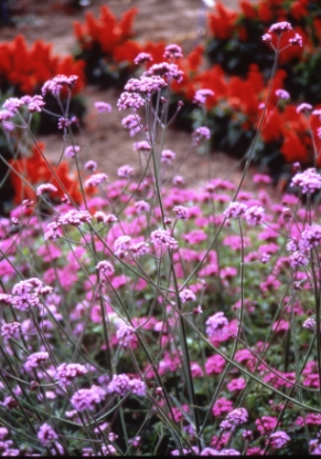 Picture of Verbena - Bonariensis